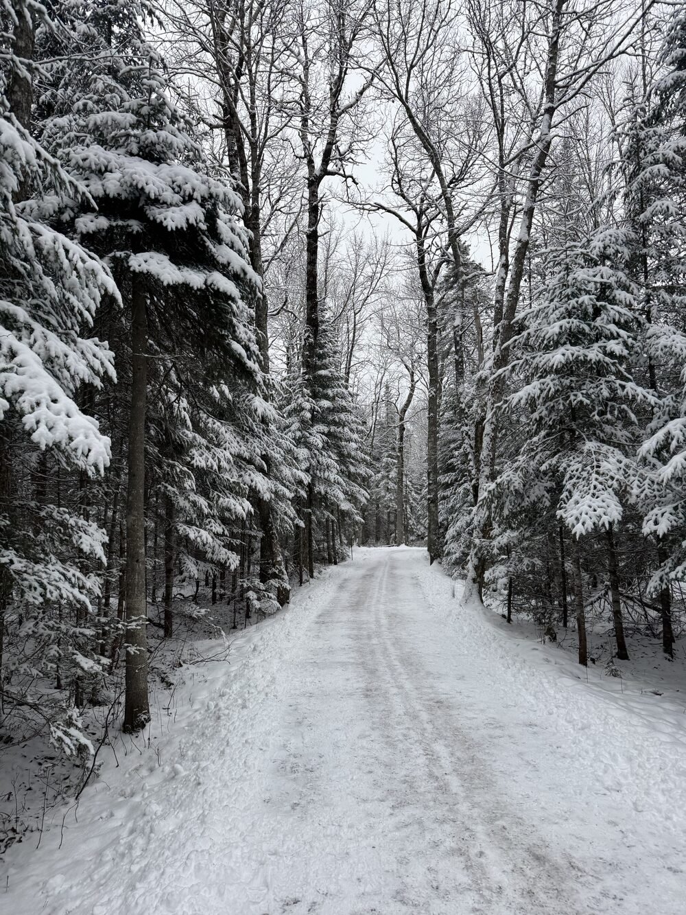 A snow-covered trail through frosted forest in winter